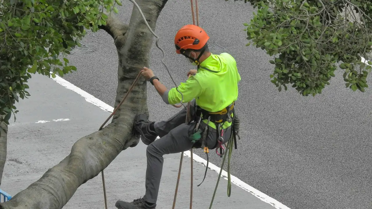 An arborist climbing a tree on ropes